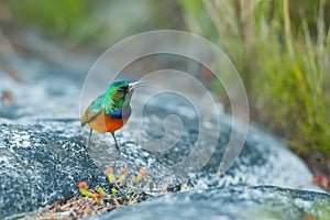 Sunbird feeding on Table Mountain South Africa