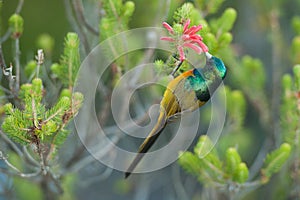 Sunbird feeding on Table Mountain South Africa photo