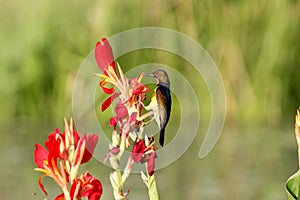 Sunbird hanging on the red flowers