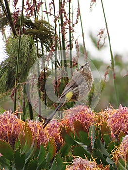 Sunbird looking upwards on a protea