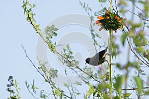 Sunbird Male Cinnyris asiaticus on the branch of wild flower