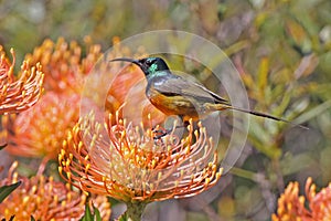 Sunbird on Pincushion