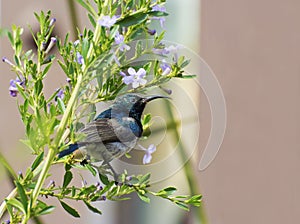 Sunbird on purple flowered bush