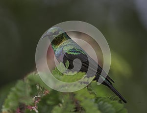 Sunbird seen at Masai Mara Game Reserve,Kenya,Africa