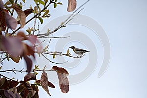 A sunbird sittig on stem of a guava tree