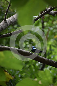 Sunbirds or Honey Bird