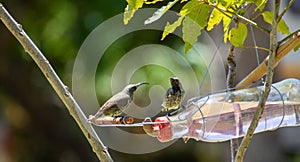 Sunbirds on a nectar feeder