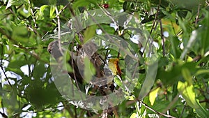 Sunbirds , Purple sunbird/Purple,rumped sunbird bird nesting on tree branch