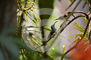 Sunbirds