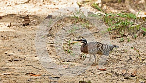 Sunbittern