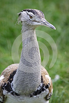 Sunbittern bird