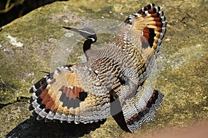 Sunbittern Bird Out Stretched Wings