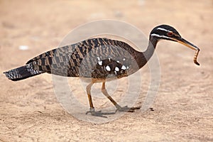 Sunbittern Eurypyga helias.