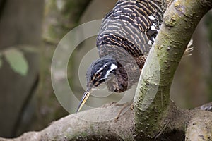 Sunbittern Eurypyga helias