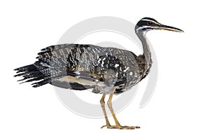 Sunbittern - Eurypyga helias