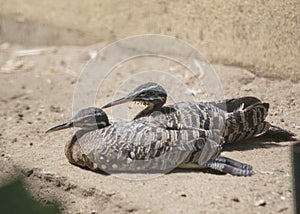 Sunbittern Eurypyga helias