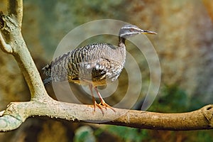 Sunbittern Eurypyga Helias