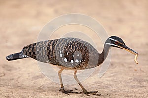 Sunbittern Eurypyga helias.