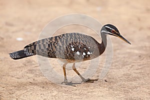 Sunbittern Eurypyga helias.