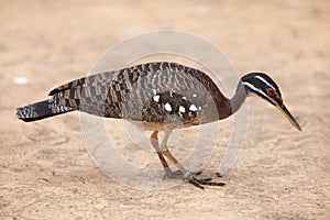Sunbittern Eurypyga helias.