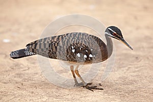 Sunbittern Eurypyga helias.