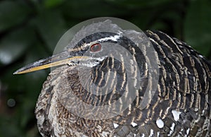 Sunbittern Face
