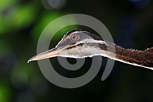 Sunbittern