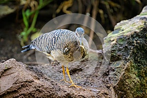 A Sunbittern walking on the ground in a zoo
