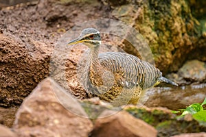 A Sunbittern walking on the ground in a zoo