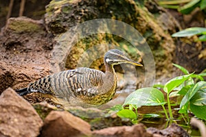 A Sunbittern walking on the ground in a zoo