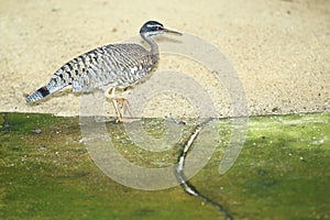 Sunbittern
