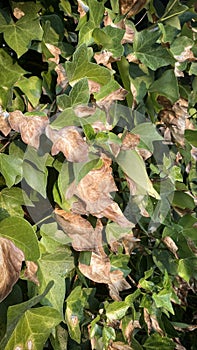 Sunburnt ivy leaves. Sunburned plant.