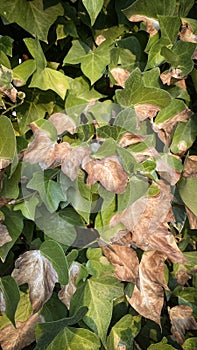 Sunburnt ivy leaves. Sunburned plant.