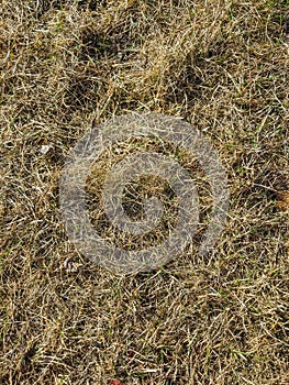 Sunburnt old grass in the garden