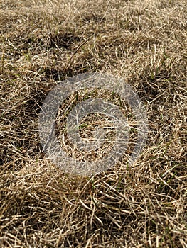 Sunburnt old grass in the garden