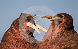 Sunburnt Walrus lying on a beach in the Arctic