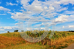 Sunburnt and withered corn field