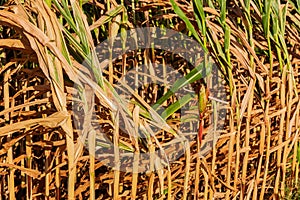 Sunburnt and withered corn field