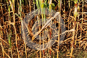 Sunburnt and withered corn field