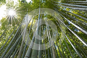 Sunburst through Arashiyama Bamboo Grove Japan