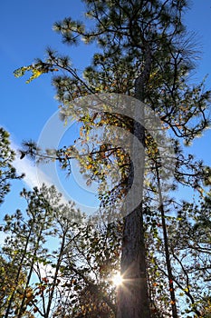 Sunburst behind a Sky-Reaching Pine Tree