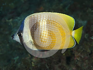 Sunburst butterflyfish