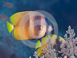 Sunburst butterflyfish