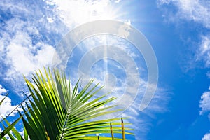 Sunburst through clouds in blue sky above green palm fronds for nature background