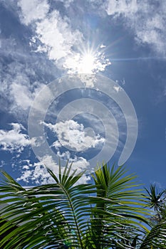 Sunburst through clouds in blue sky above green palm fronds for nature background