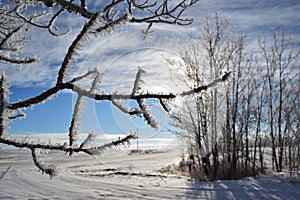 Sunburst frosty trees
