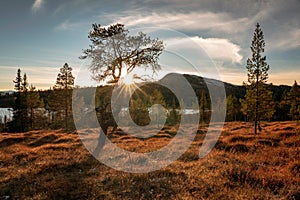 Sunburst at golden hour outdoors in the wilderness