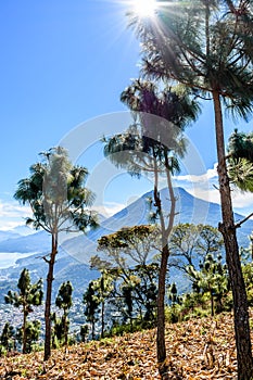 Sunburst, Lake Atitlan & 5 volcanoes looking through maize field, Guatemala