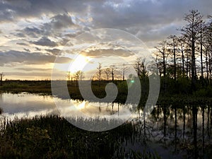 sunburst in the marsh