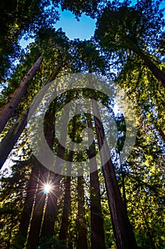 Sunburst in Muir Woods National Monument - Mill Valley, CA